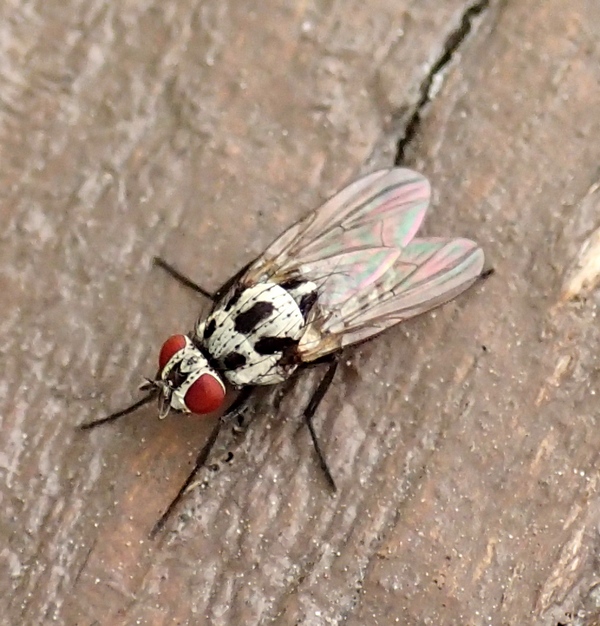 Anthomyiidae